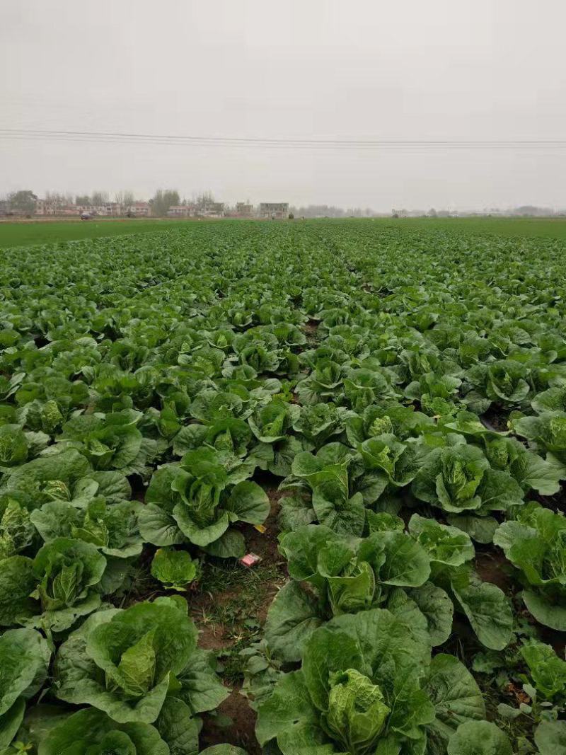 黄心大娃娃菜