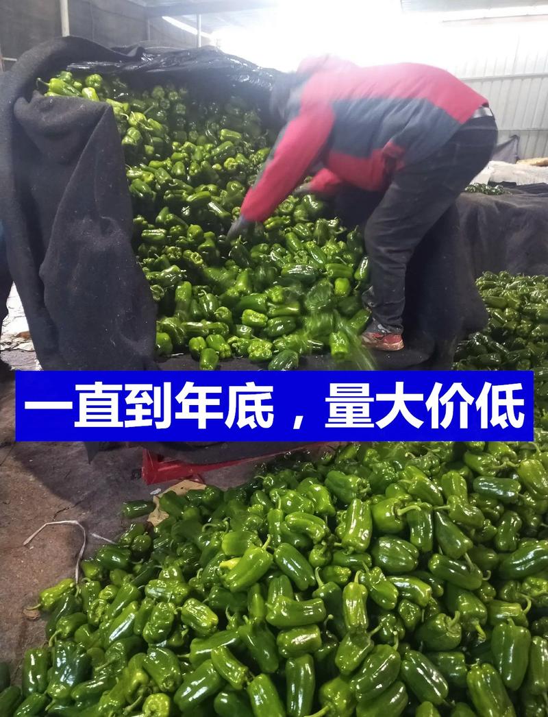 【推荐!推荐!!】莘县太空椒，圆椒，青椒，鲜辣椒，货量大