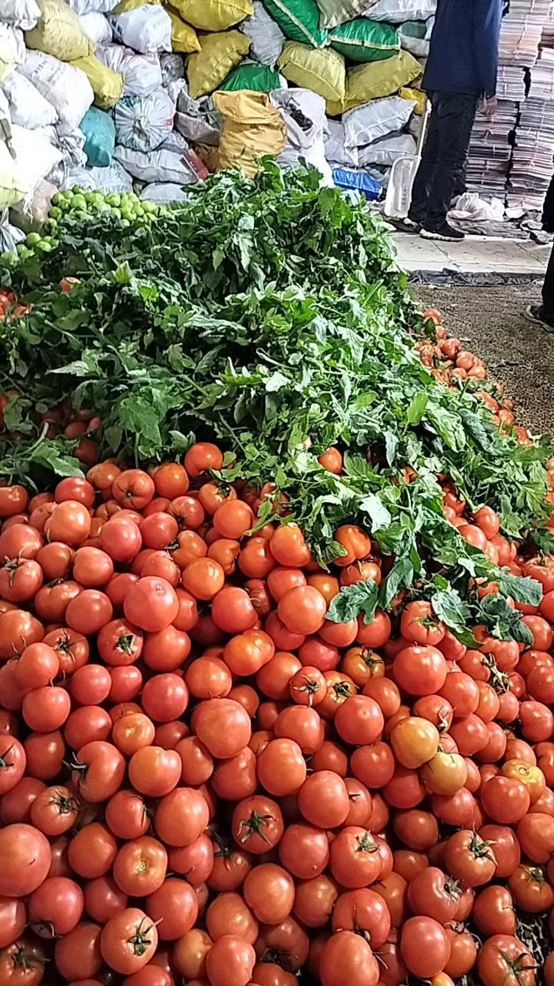 山东大红西红柿产地批发，一手货源，包证质量，可看棚订货