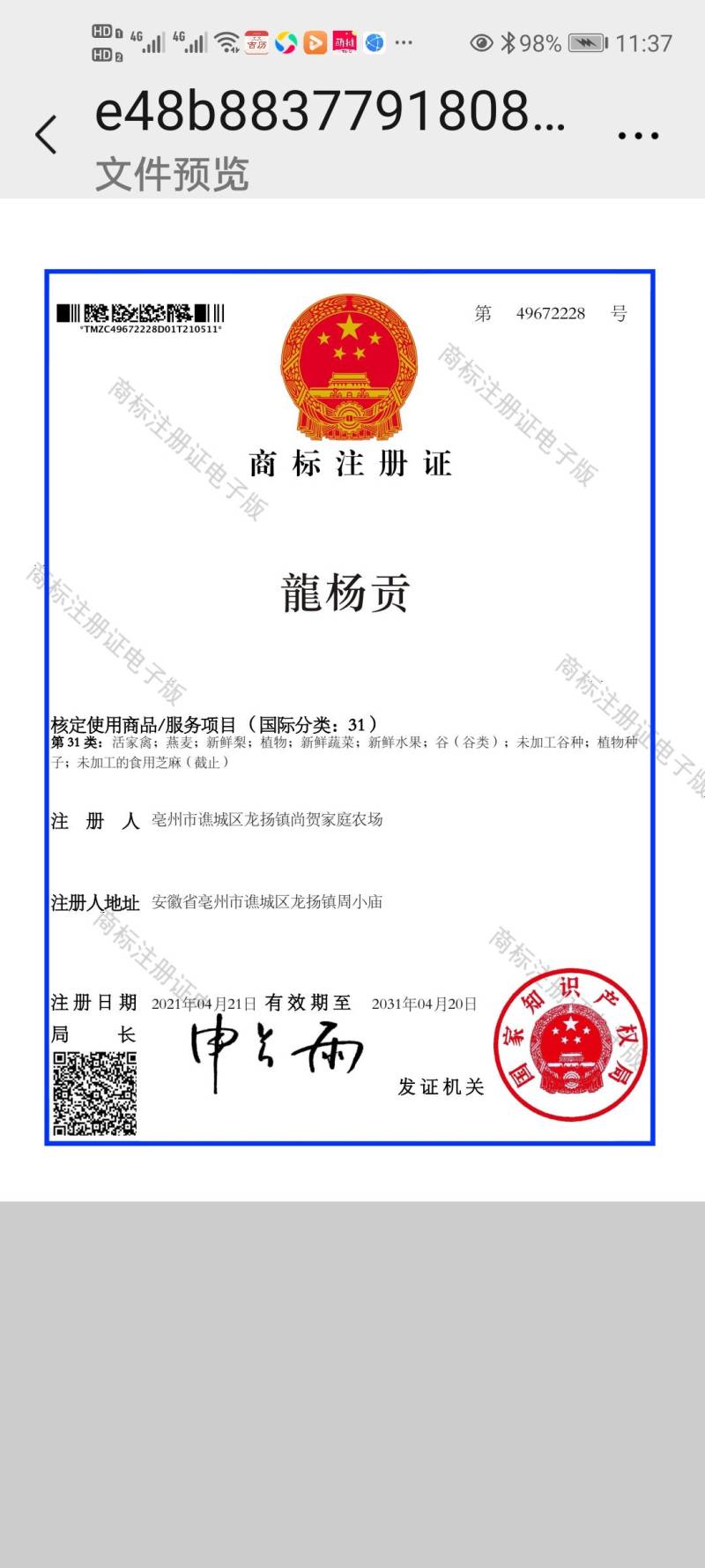 梨月梨树苗八年秋月梨树一棵五元(八年)给钱挖树