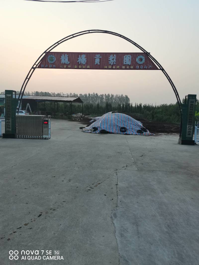 梨月梨树苗八年秋月梨树一棵五元(八年)给钱挖树