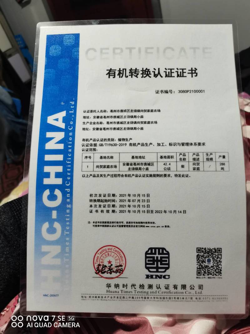 梨月梨树苗八年秋月梨树一棵五元(八年)给钱挖树