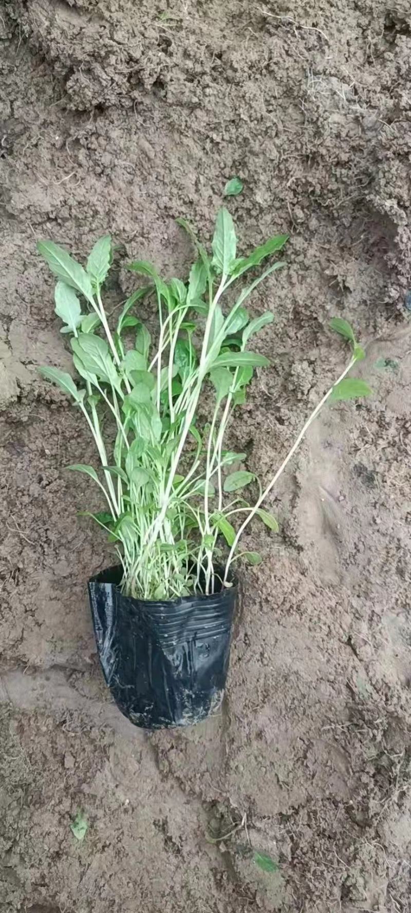 美丽月见草，多年生，大量有货，基地直发，一手货源