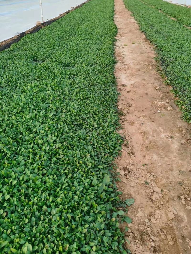 美丽月见草，多年生，大量有货，基地直发，一手货源