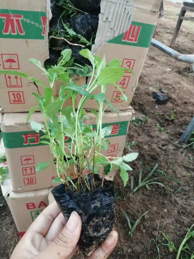 美丽月见草，多年生，大量有货，基地直发，一手货源
