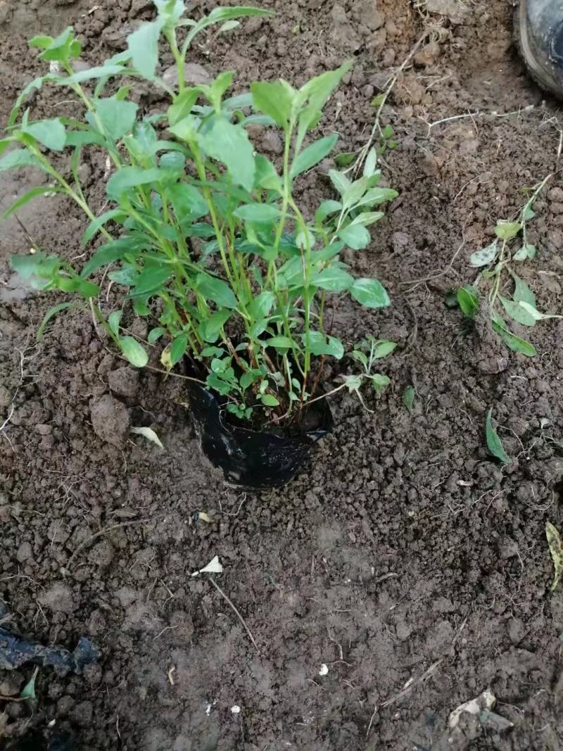 美丽月见草，多年生，大量有货，基地直发，一手货源