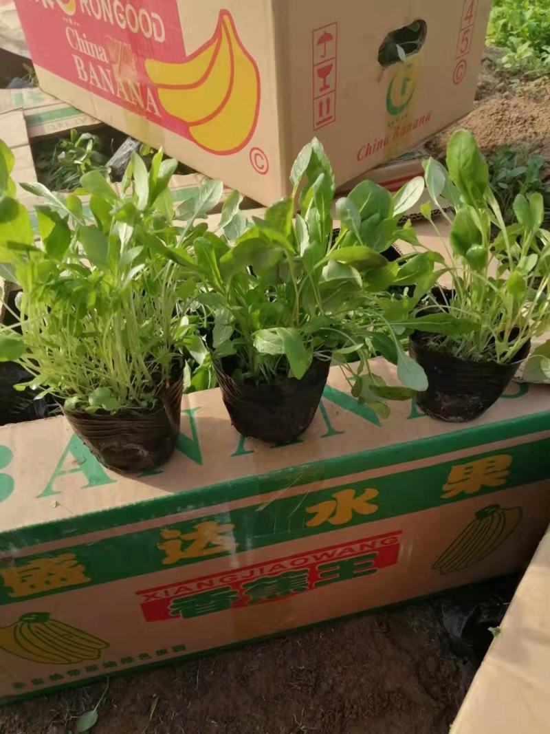 美丽月见草，多年生，大量有货，基地直发，一手货源