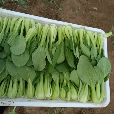 油菜大量上市质量有保证量大质量好