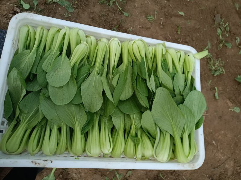 油菜大量上市质量有保证量大质量好
