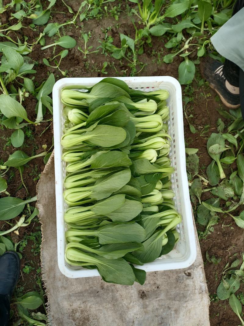 油菜大量上市质量有保证量大质量好