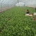 油菜大量上市质量有保证量大质量好
