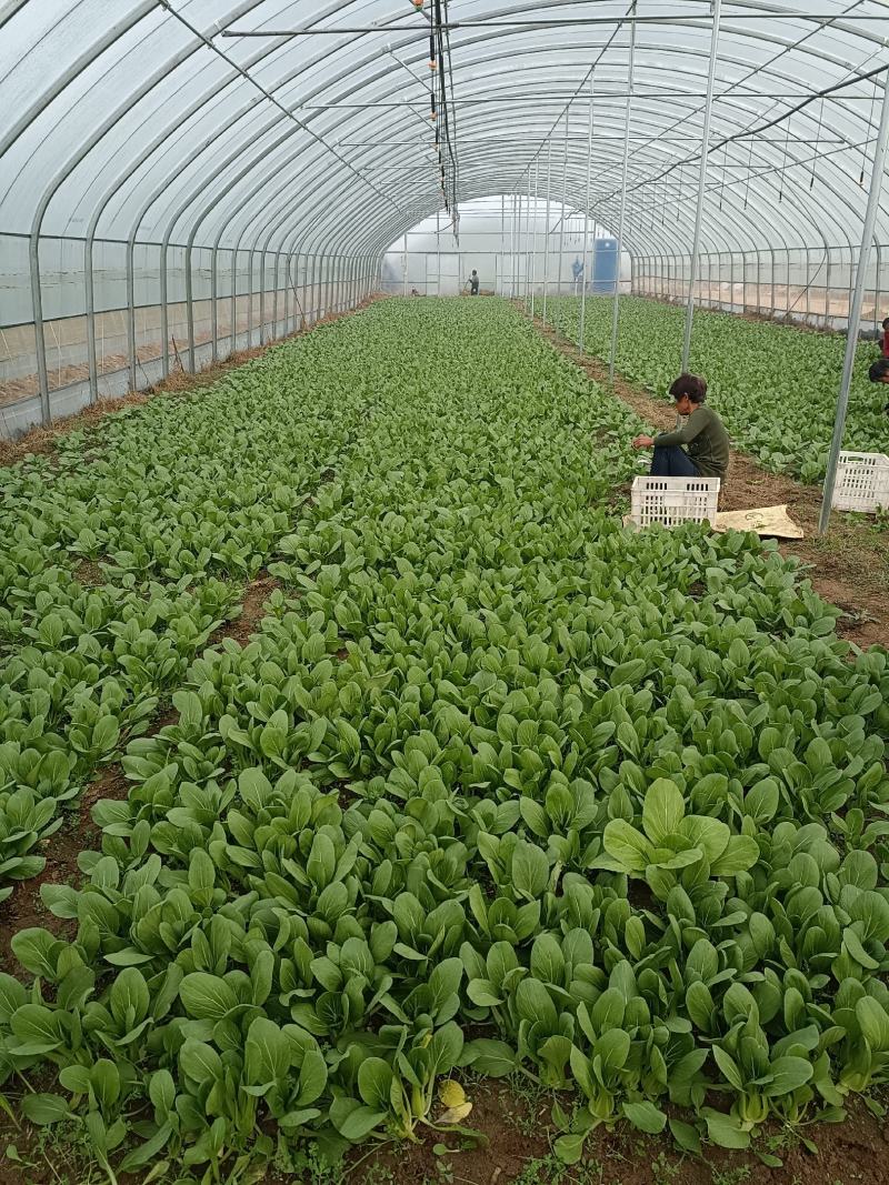 油菜大量上市质量有保证量大质量好