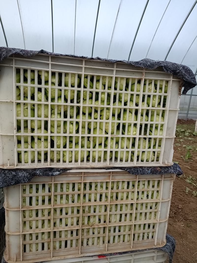 油菜大量上市质量有保证量大质量好