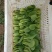 油菜大量上市质量有保证量大质量好