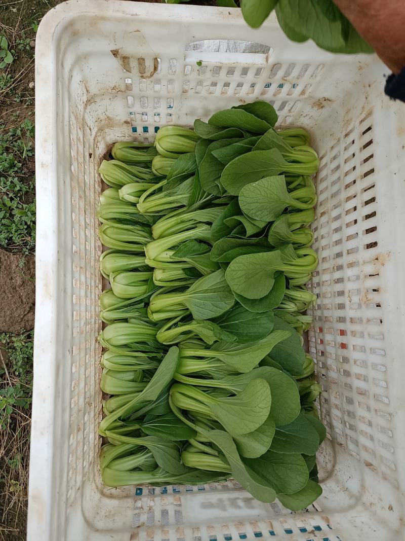 油菜大量上市质量有保证量大质量好