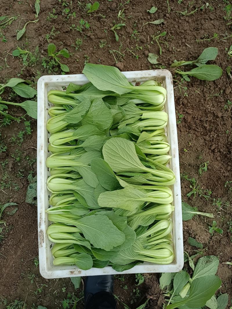 油菜大量上市质量有保证量大质量好