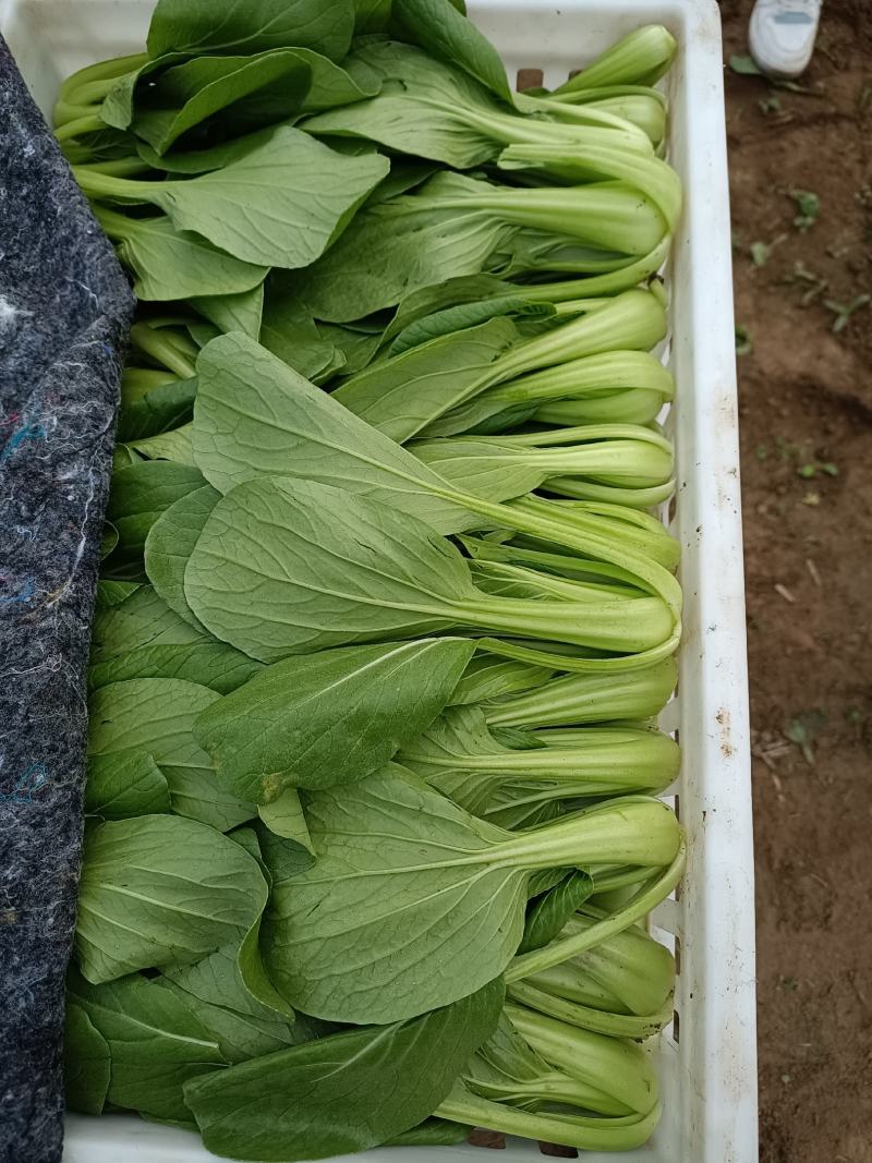 油菜大量上市质量有保证量大质量好