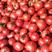山东大红西红柿产地批发，一手货源，包证质量，可看棚订货