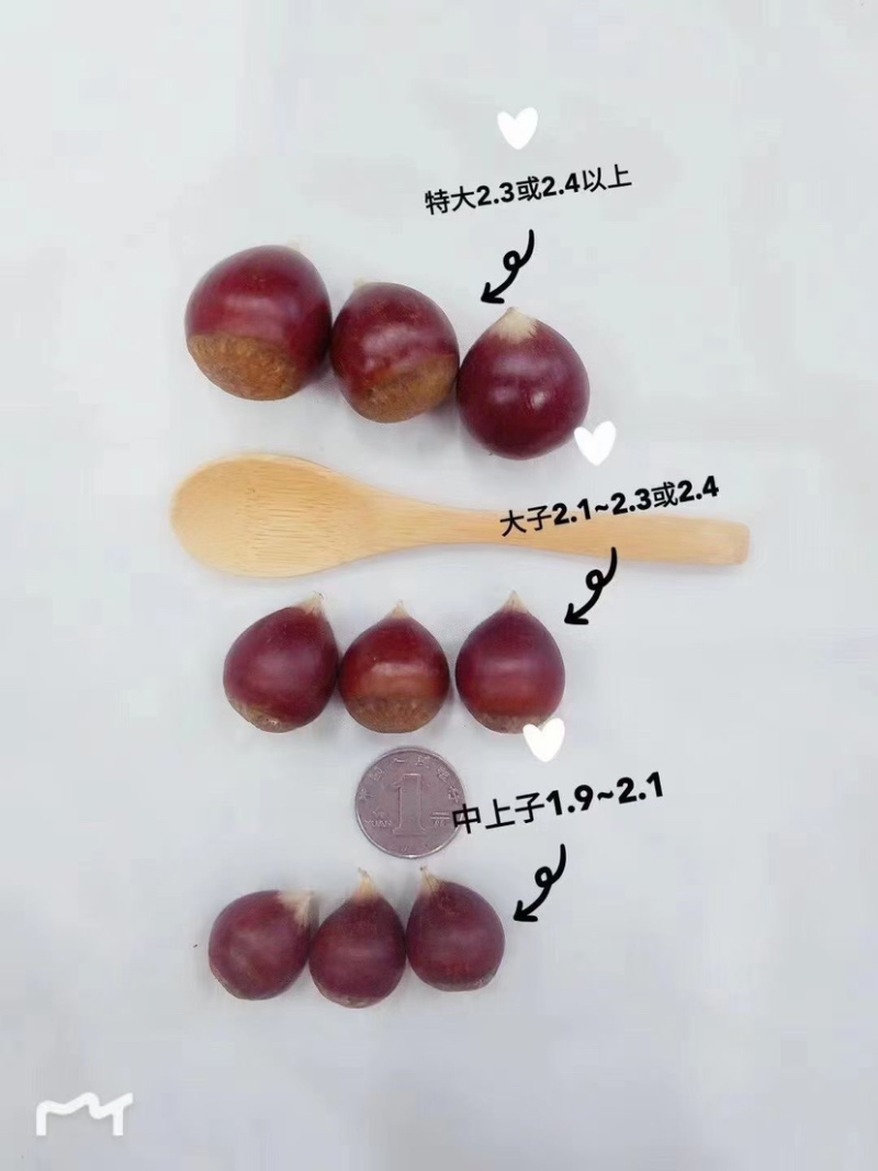 锥栗