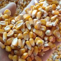 常年供应东北，新疆，进口干黄玉米粒