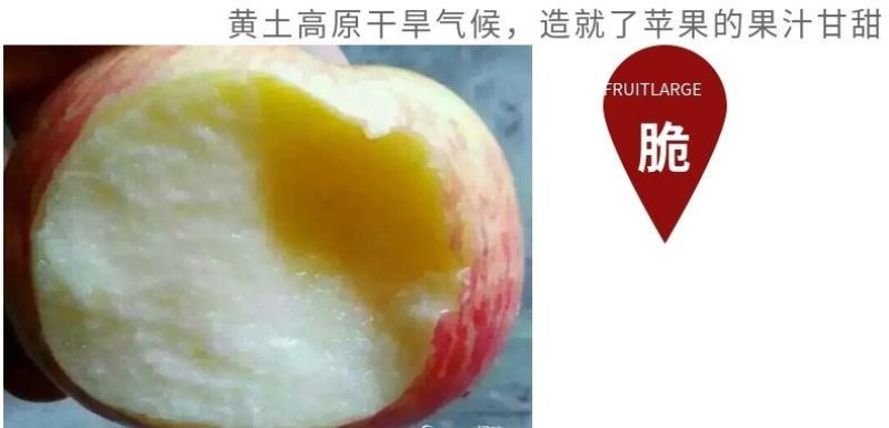 庆阳红富士苹果