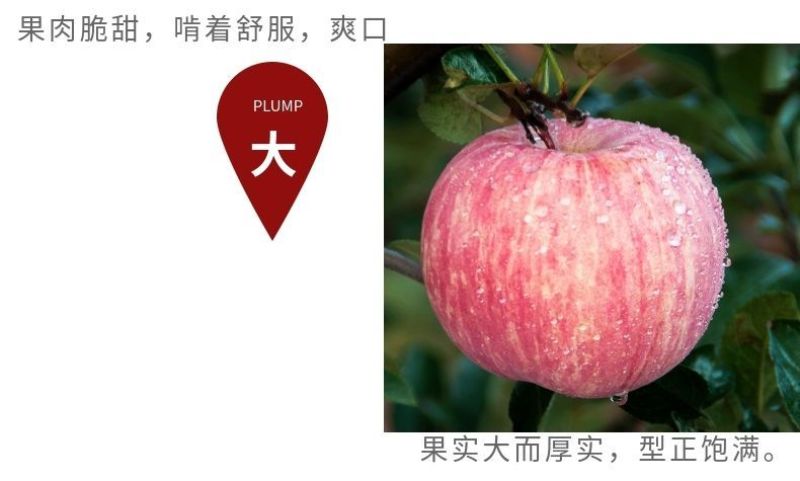 庆阳红富士苹果