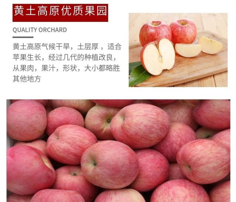 庆阳红富士苹果