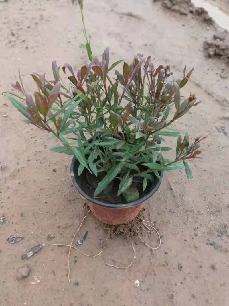 山桃草别名千鸟花，玉蝶花，千岛花，山东青州基地直销规格全