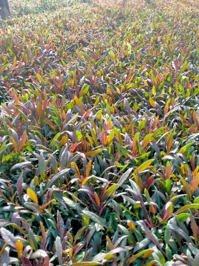 山桃草别名千鸟花，玉蝶花，千岛花，山东青州基地直销规格全