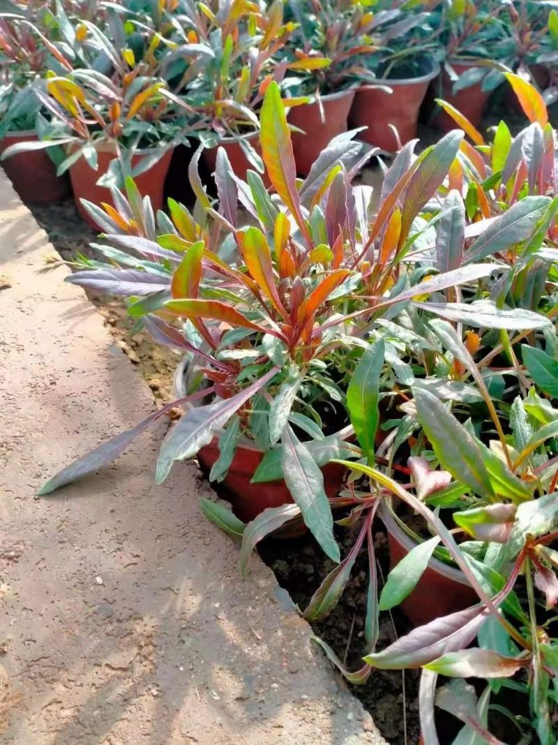 山桃草别名千鸟花，玉蝶花，千岛花，山东青州基地直销规格全