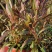 山桃草别名千鸟花，玉蝶花，千岛花，山东青州基地直销规格全