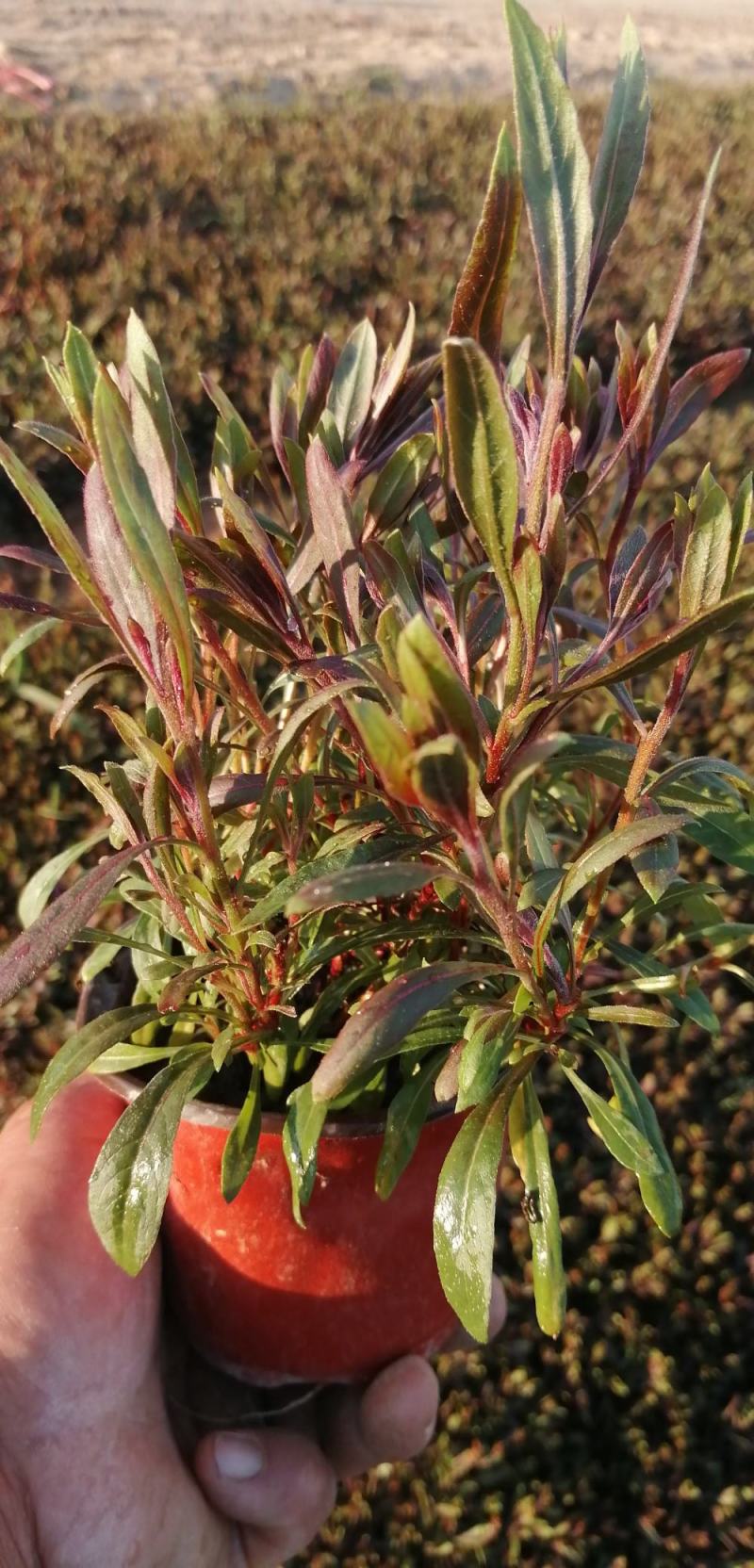 山桃草别名千鸟花，玉蝶花，千岛花，山东青州基地直销规格全