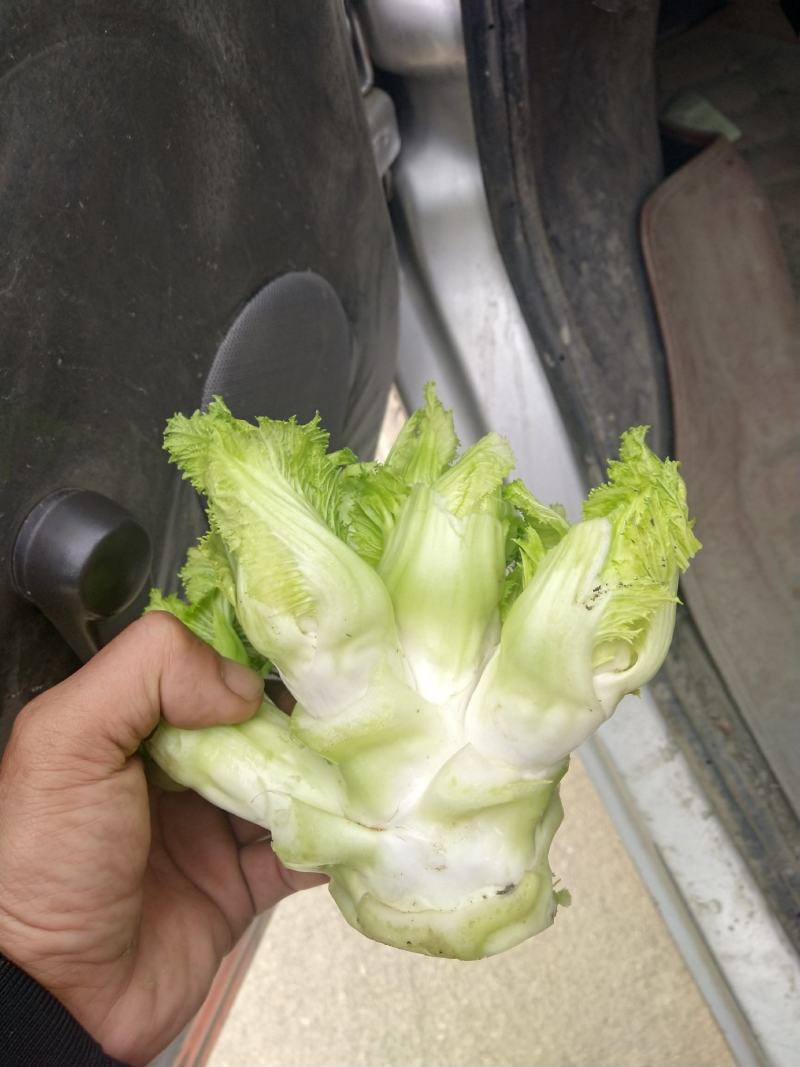 儿菜