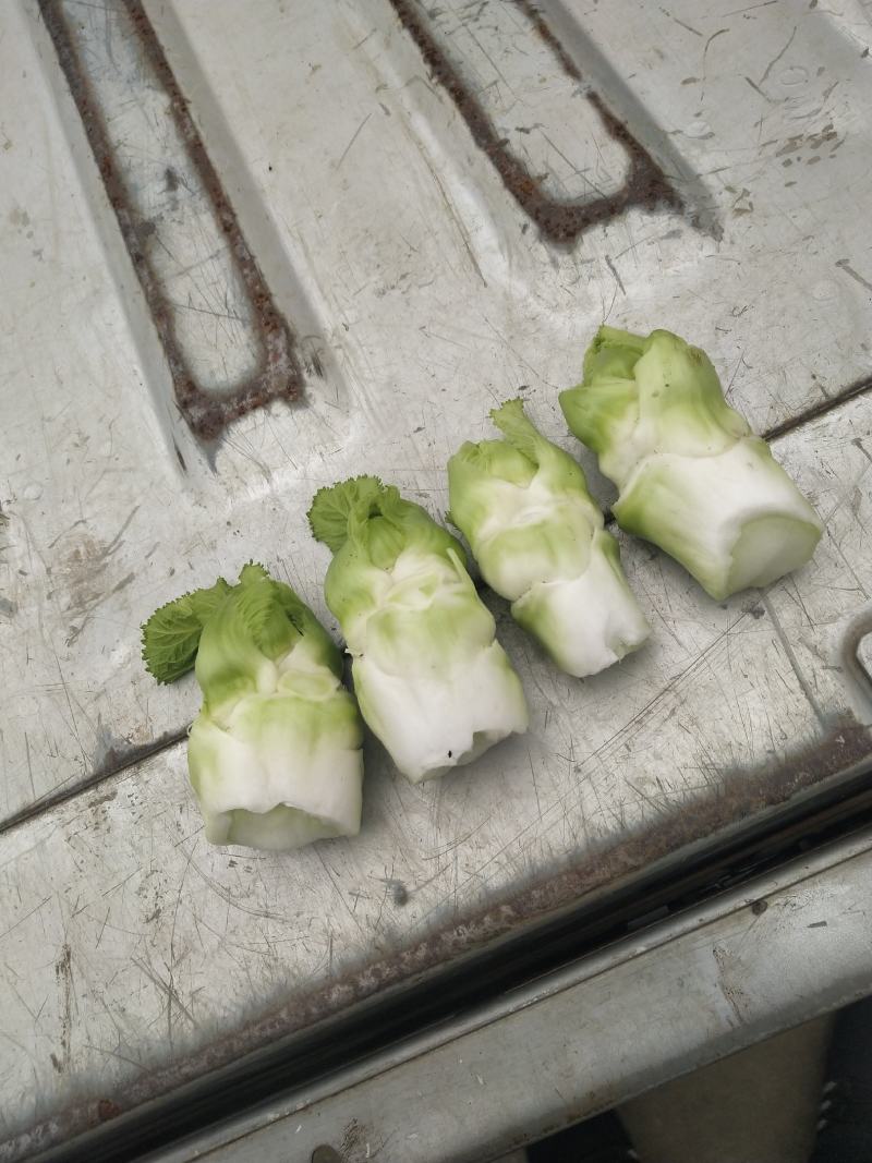儿菜