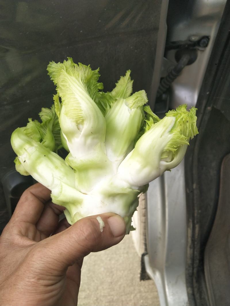 儿菜