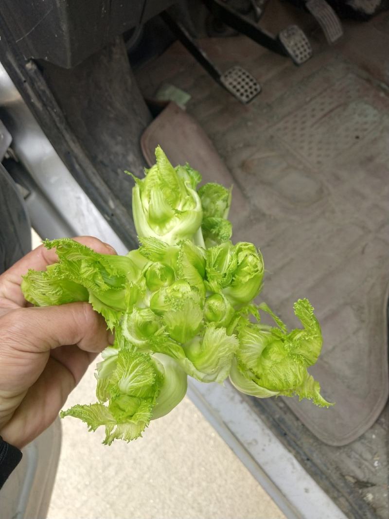 儿菜