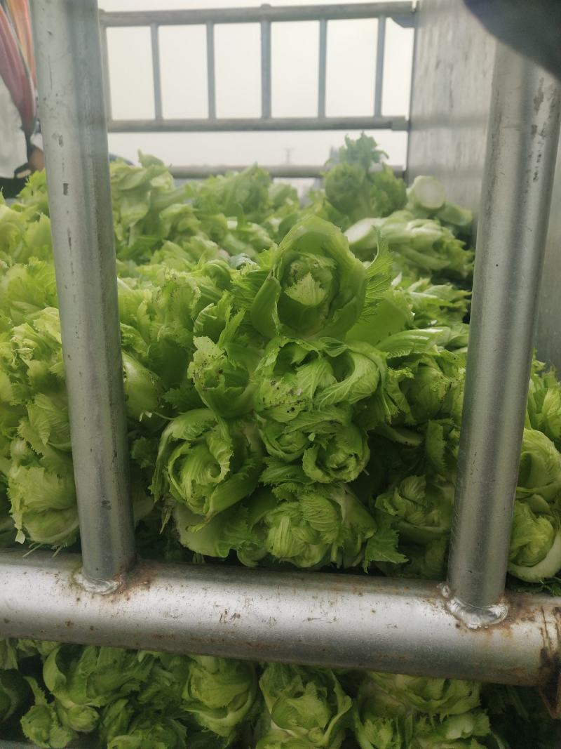 儿菜