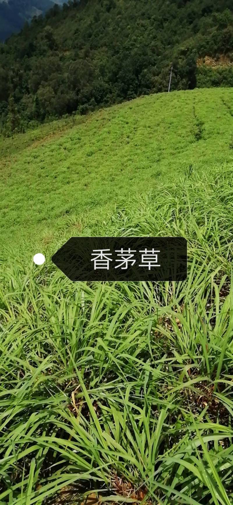 ，香茅精油，自己种植自己蒸溜精油香茅油