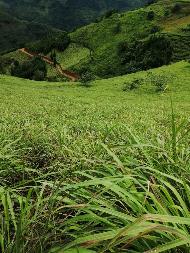 ，香茅精油，自己种植自己蒸溜精油香茅油