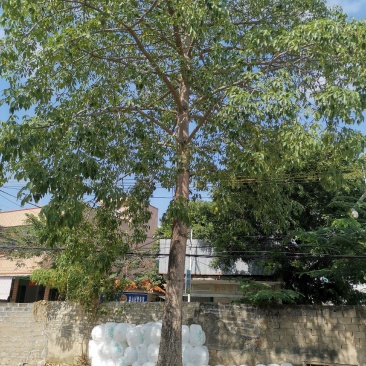 木棉树