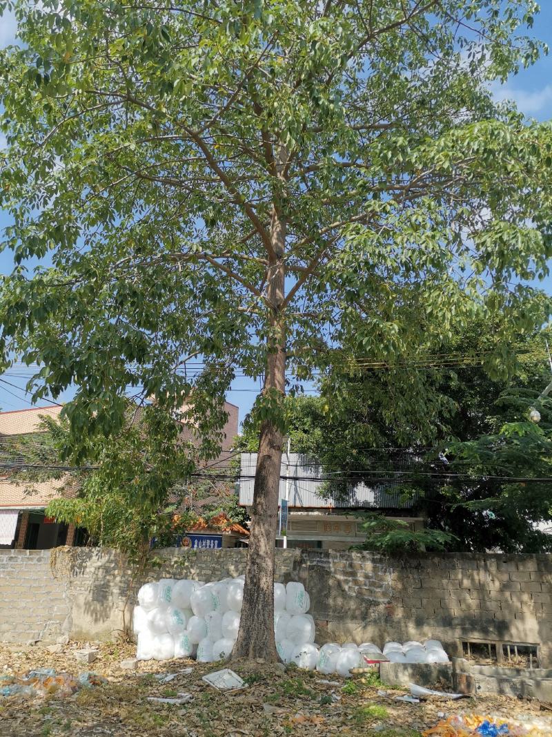 木棉树