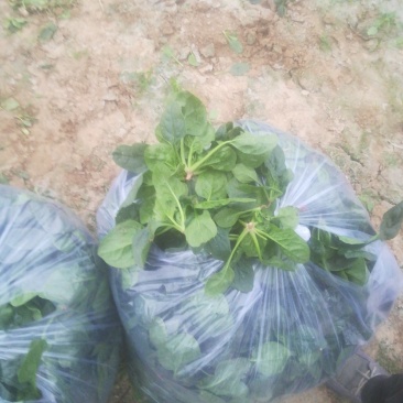 优质菠菜万亩有要的联系我