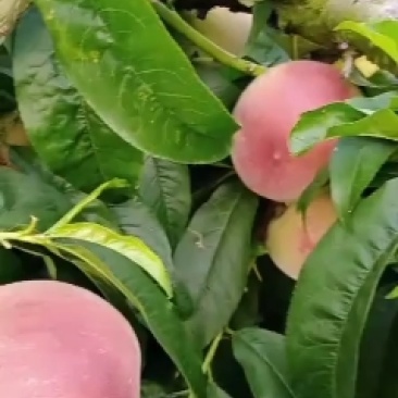 谁要五公分的桃树
