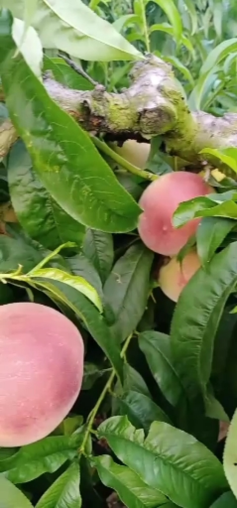谁要五公分的桃树