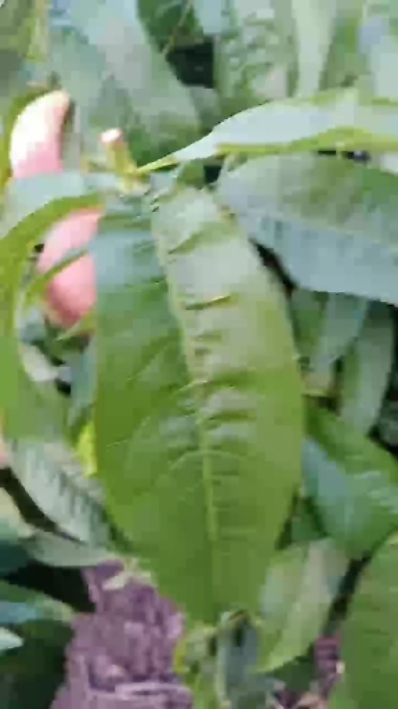 谁要五公分的桃树
