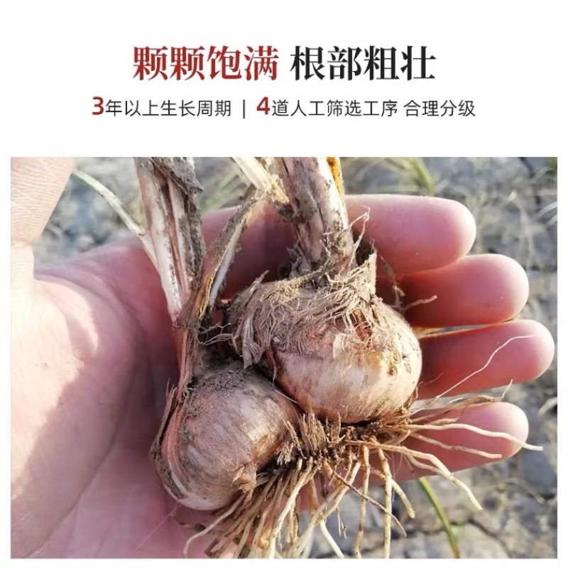 藏红花种球种子四季种植室内阳台花卉植物冬季西红花苗种球根