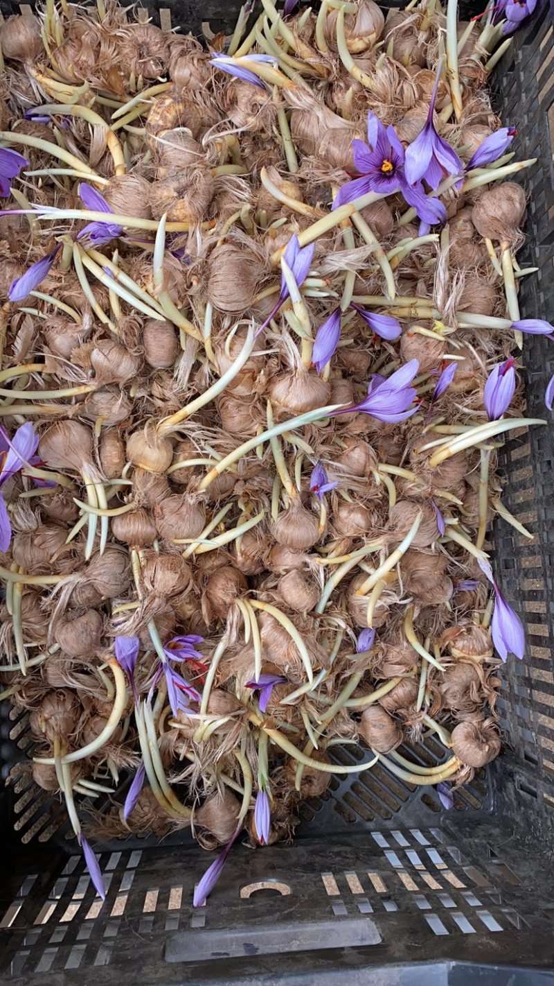 藏红花种球种子四季种植室内阳台花卉植物冬季西红花苗种球根