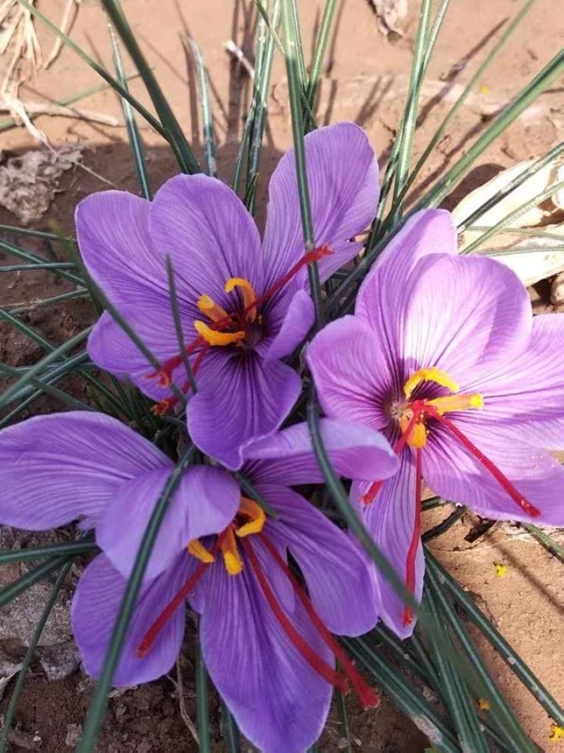 藏红花种球种子四季种植室内阳台花卉植物冬季西红花苗种球根