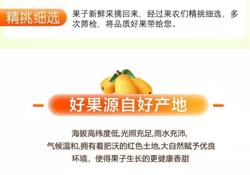 云南蒙自长虹五星枇杷