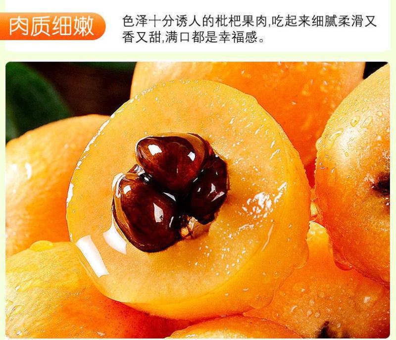 云南蒙自长虹五星枇杷